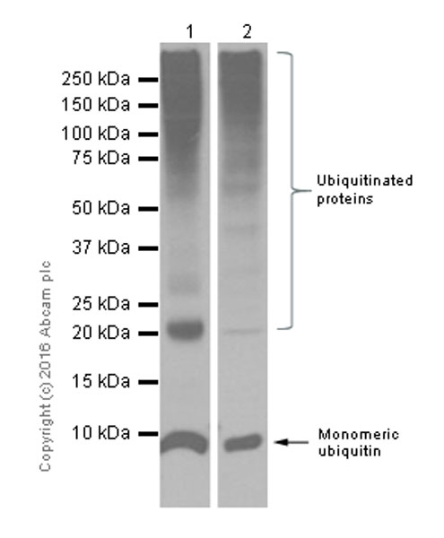 Western blot - Anti-Ubiquitin antibody [EPR8830] (ab134953), expandable thumbnail