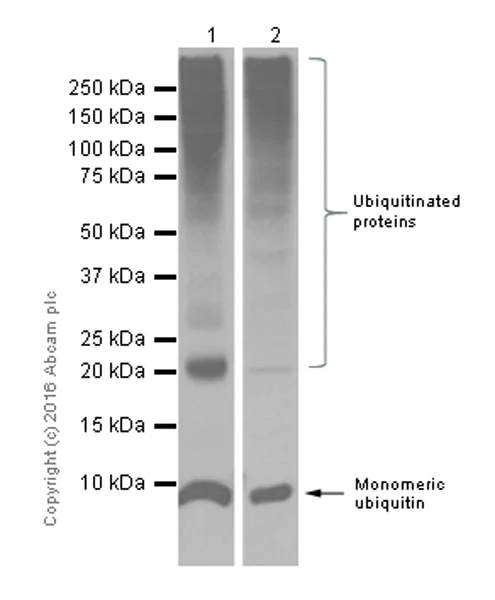 Western blot - Anti-Ubiquitin antibody [EPR8830] (AB134953)