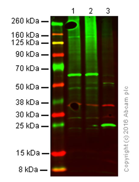 Western blot - Anti-Ubiquitin antibody [EPR8830] (ab134953), expandable thumbnail
