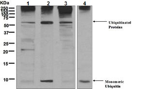Western blot - Anti-Ubiquitin antibody [EPR8830] (ab134953), expandable thumbnail