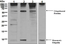 Western blot - Anti-Ubiquitin antibody [EPR8830] (AB134953)