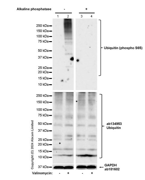 Western blot - Anti-Ubiquitin antibody [EPR8830] (ab134953), expandable thumbnail