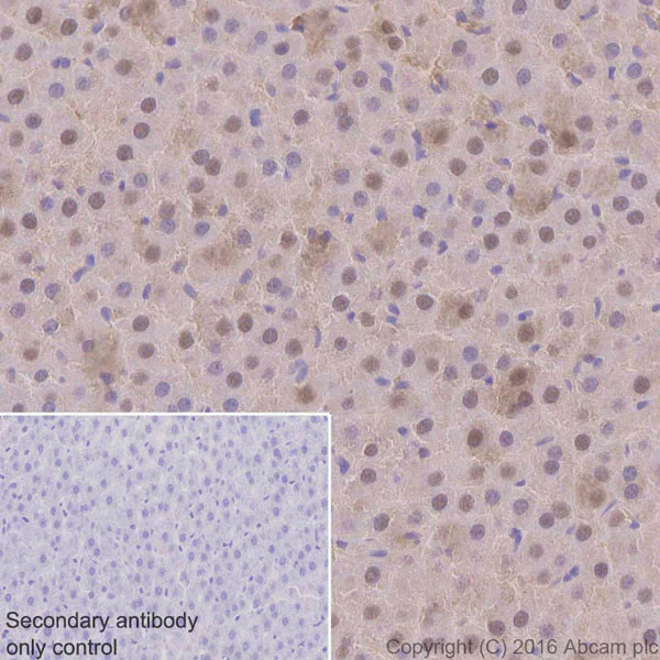 Immunohistochemistry (Formalin/PFA-fixed paraffin-embedded sections) - Anti-Ubiquitin antibody [EPR8830] - BSA and Azide free (AB230145)