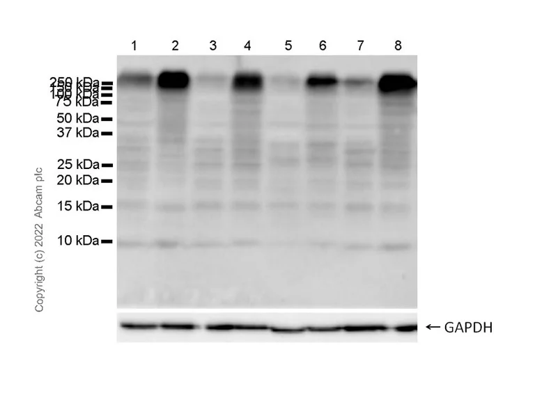 Western blot - Anti-Ubiquitin antibody [P4D1] (AB303664)