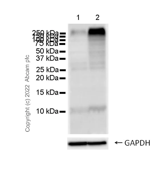 Western blot - Anti-Ubiquitin antibody [P4D1] (AB303664)