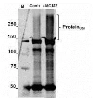 Western blot - Anti-Ubiquitin antibody [Ubi-1] (AB7254)