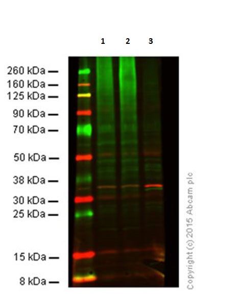 Western blot - Anti-Ubiquitin antibody [Ubi-1] (AB7254), expandable thumbnail