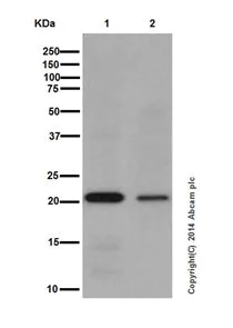 Western blot - Anti-Ubiquitin (linkage-specific K27) antibody [EPR17034] (AB181537)