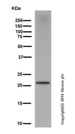 Western blot - Anti-Ubiquitin (linkage-specific K27) antibody [EPR17034] (AB181537), expandable thumbnail