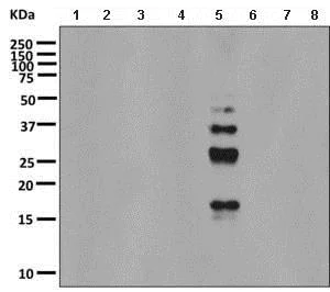 Western blot - Anti-Ubiquitin (linkage-specific K48) antibody [EP8589] (AB140601)