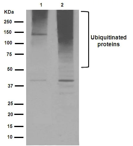 Western blot - Anti-Ubiquitin (linkage-specific K48) antibody [EP8589] (AB140601)