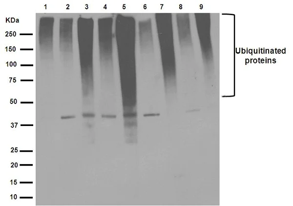 Western blot - Anti-Ubiquitin (linkage-specific K48) antibody [EP8589] (AB140601)