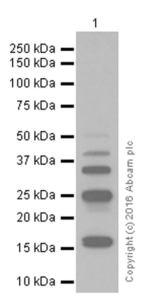 Western blot - Anti-Ubiquitin (linkage-specific K48) antibody [EP8589] (AB140601)