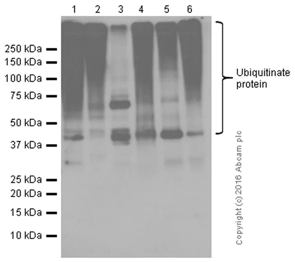 Western blot - Anti-Ubiquitin (linkage-specific K48) antibody [EP8589] (AB140601)