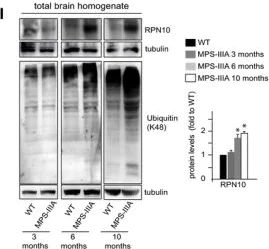Anti-Ubiquitin (linkage-specific K48) antibody [EP8589