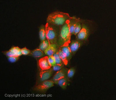 Immunocytochemistry/ Immunofluorescence - Anti-Ubiquitin (linkage-specific K48) antibody [EP8589] - Low endotoxin, Azide free (AB221211)