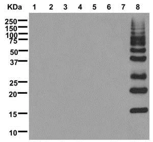Western blot - Anti-Ubiquitin (linkage-specific K63) antibody [EPR8590-448] (AB179434)