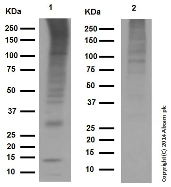 Western blot - Anti-Ubiquitin (linkage-specific K63) antibody [EPR8590-448] (AB179434)