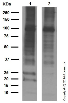 Western blot - Anti-Ubiquitin (linkage-specific K63) antibody [EPR8590-448] (AB179434)