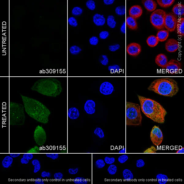 Immunocytochemistry/ Immunofluorescence - Anti-Ubiquitin (phospho S65) antibody [30H3/30K1] - BSA and Azide free (AB309156)