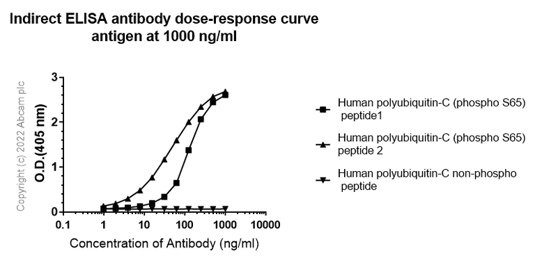 Indirect ELISA - Anti-Ubiquitin (phospho S65) antibody [30H3/30K1] - BSA and Azide free (AB309156)