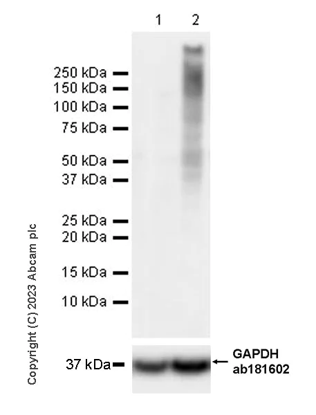 Western blot - Anti-Ubiquitin (phospho S65) antibody [30H3/30K1] - BSA and Azide free (AB309156)