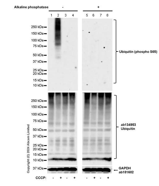 Western blot - Anti-Ubiquitin (phospho S65) antibody [30H3/30K1] - Rat IgG2a (Chimeric) (AB320096)