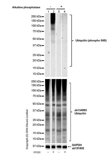 Western blot - Anti-Ubiquitin (phospho S65) antibody [30H3/30K1] - Rat IgG2a (Chimeric) - BSA and Azide free (AB320097)