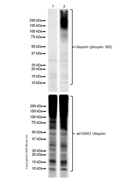 Western blot - Anti-Ubiquitin (phospho S65) antibody [EPR24311-222] - BSA and Azide free (AB303543), expandable thumbnail