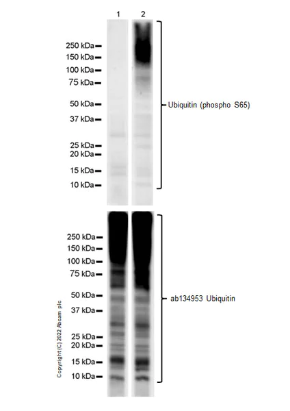 Western blot - Anti-Ubiquitin (phospho S65) antibody [EPR24311-222] - BSA and Azide free (AB303543)