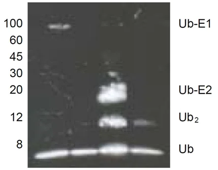 Western blot - Ubiquitylation Assay Kit (AB139467)