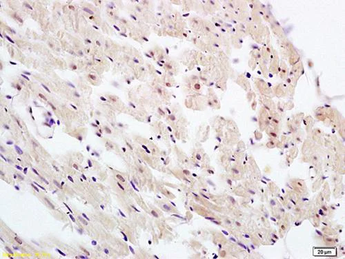 Immunohistochemistry (Formalin/PFA-fixed paraffin-embedded sections) - Anti-UBL7 antibody (AB203192)