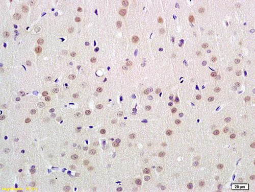 Immunohistochemistry (Formalin/PFA-fixed paraffin-embedded sections) - Anti-UBL7 antibody (AB203192)