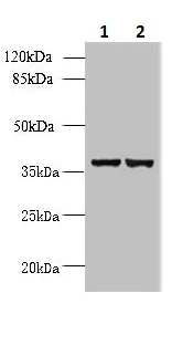 Western blot - Anti-UBLCP1 antibody (AB235378)