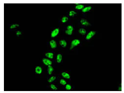 Immunocytochemistry/ Immunofluorescence - Anti-UBLCP1 antibody [EPR11923] - BSA and Azide free (AB249915)