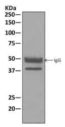Immunoprecipitation - Anti-UBLCP1 antibody [EPR11923] - BSA and Azide free (AB249915)
