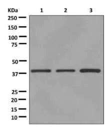 Western blot - Anti-UBLCP1 antibody [EPR11923] - BSA and Azide free (AB249915)