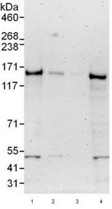 Western blot - Anti-UBN1 antibody (AB101282), expandable thumbnail