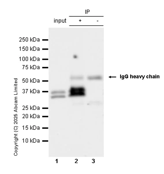 Immunoprecipitation - Anti-UBP43/USP18 antibody [EPR26174-540] (AB325178)