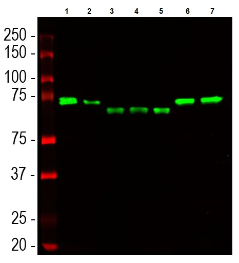 Western blot - Anti-UBQLN2 antibody [6H9] (AB190283)