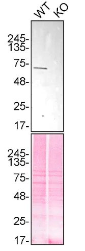 Western blot - Anti-UBQLN2 antibody [6H9] (AB190283)