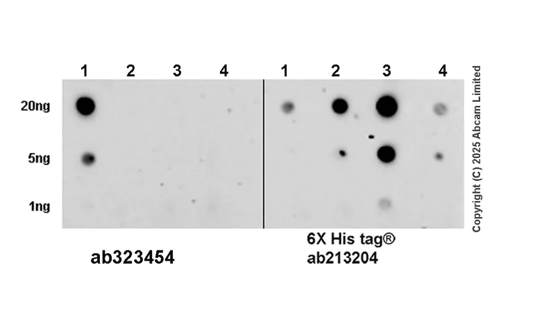 Dot Blot - Anti-UBQLN2 antibody [EPR28592-74] (AB323454)