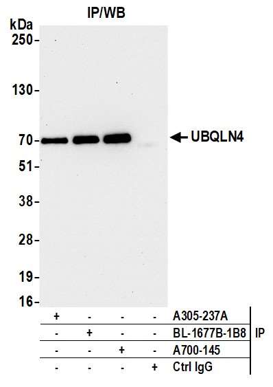 Immunoprecipitation - Anti-UBQLN4/CIP75/Ubiquilin 4 antibody [BLR145J] - BSA free (AB314066), expandable thumbnail