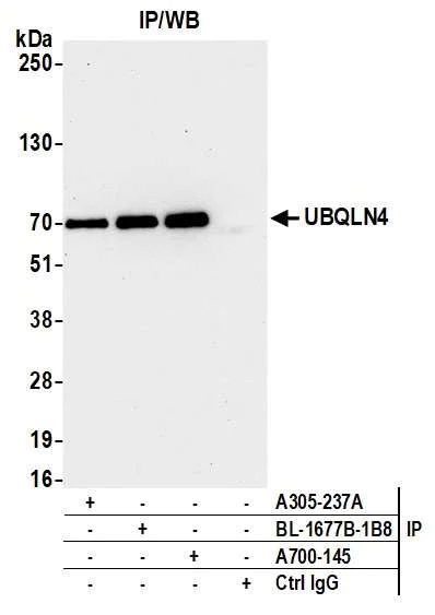 Immunoprecipitation - Anti-UBQLN4/CIP75/Ubiquilin 4 antibody [BLR145J] - BSA free (AB314066)