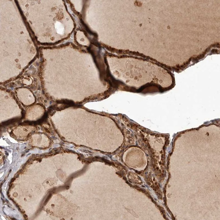 Immunohistochemistry (Formalin/PFA-fixed paraffin-embedded sections) - Anti-UBR2 antibody (AB254646)
