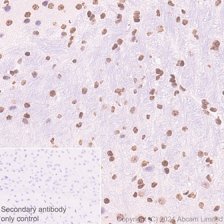Immunohistochemistry (Formalin/PFA-fixed paraffin-embedded sections) - Anti-UBR4/p600 antibody [EPR28593-48] (AB320819)