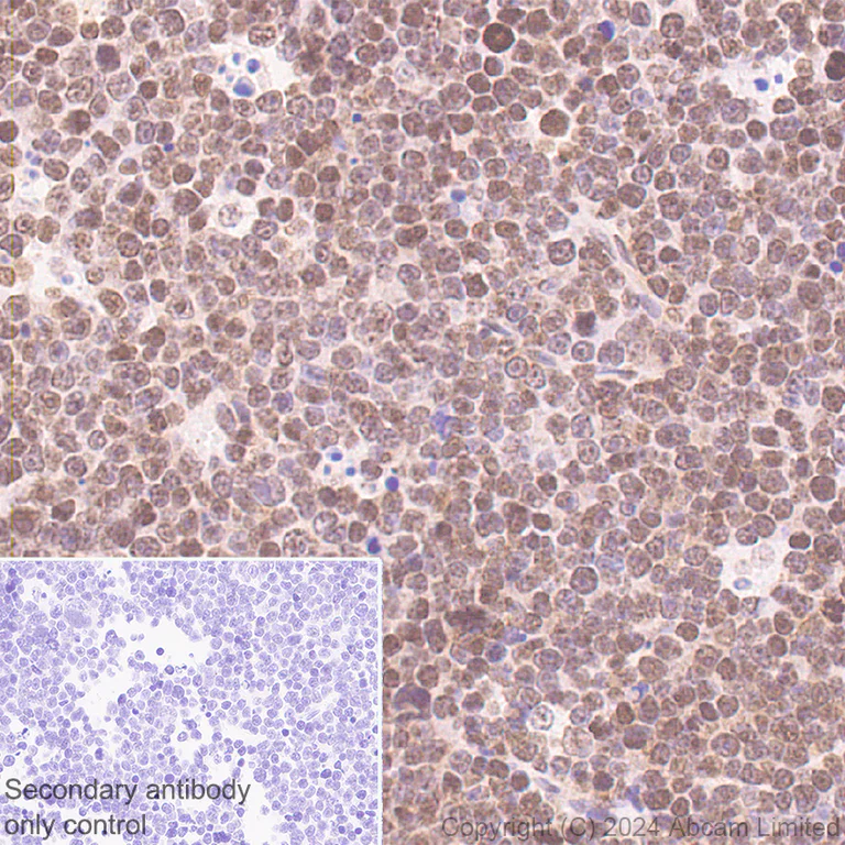 Immunohistochemistry (Formalin/PFA-fixed paraffin-embedded sections) - Anti-UBR4/p600 antibody [EPR28593-48] - BSA and Azide free (AB320820)