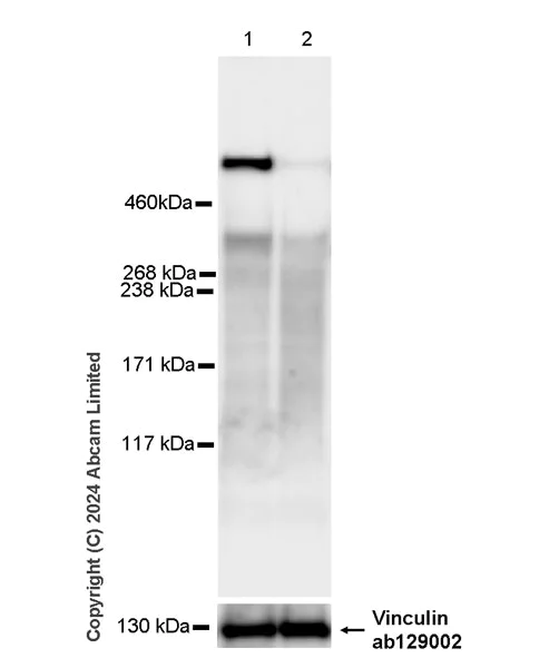 Western blot - Anti-UBR4/p600 antibody [EPR28593-48] - BSA and Azide free (AB320820)