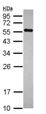 Western blot - Anti-UBR7 antibody (AB228911)