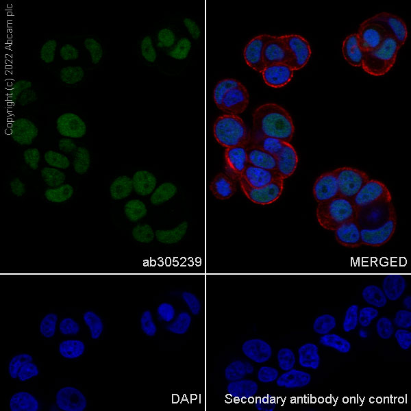 Immunocytochemistry - Anti-UBR7 antibody [EPR26170-67] (ab305239), expandable thumbnail